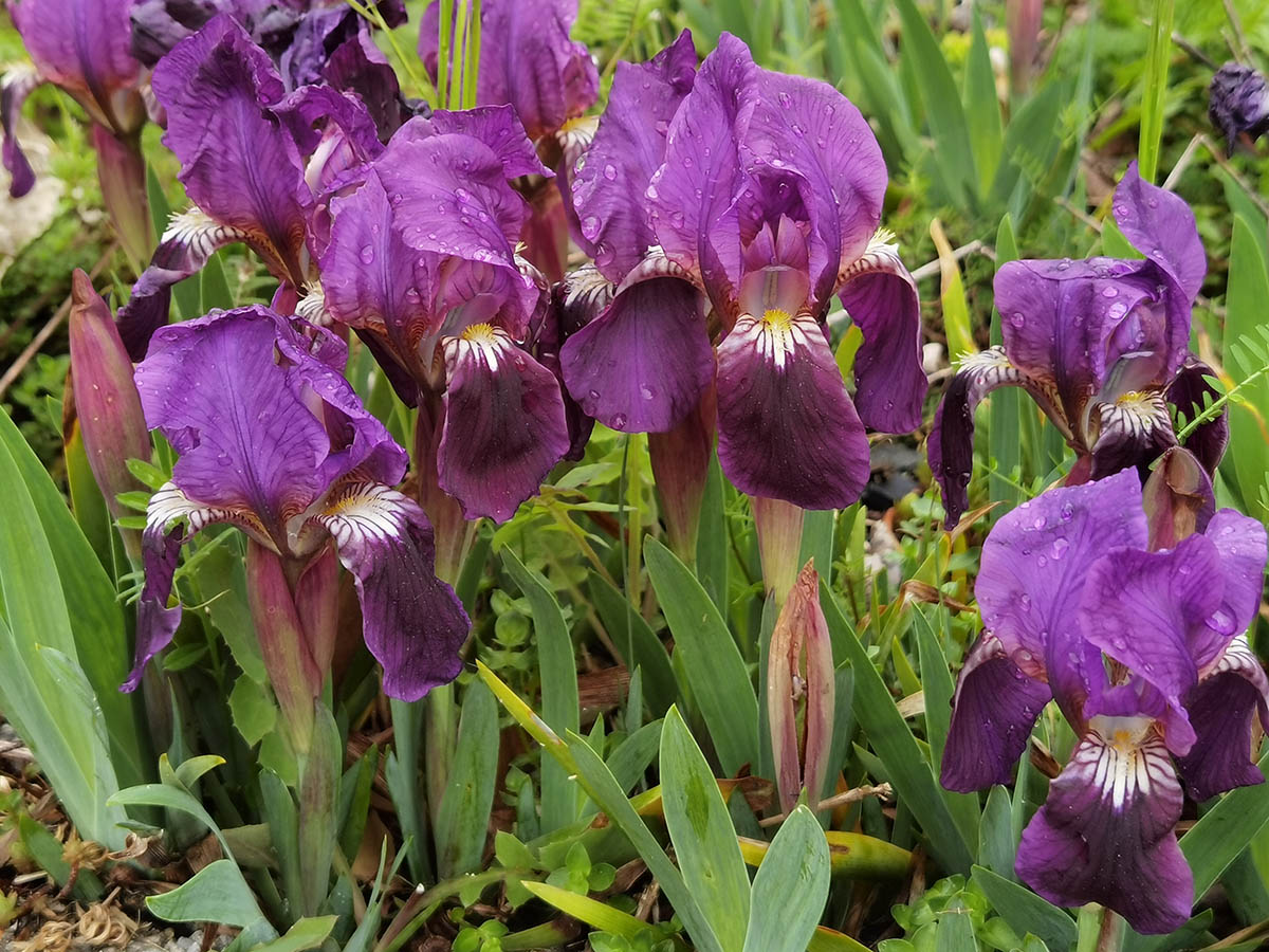 Iris pumila 'violet' photo